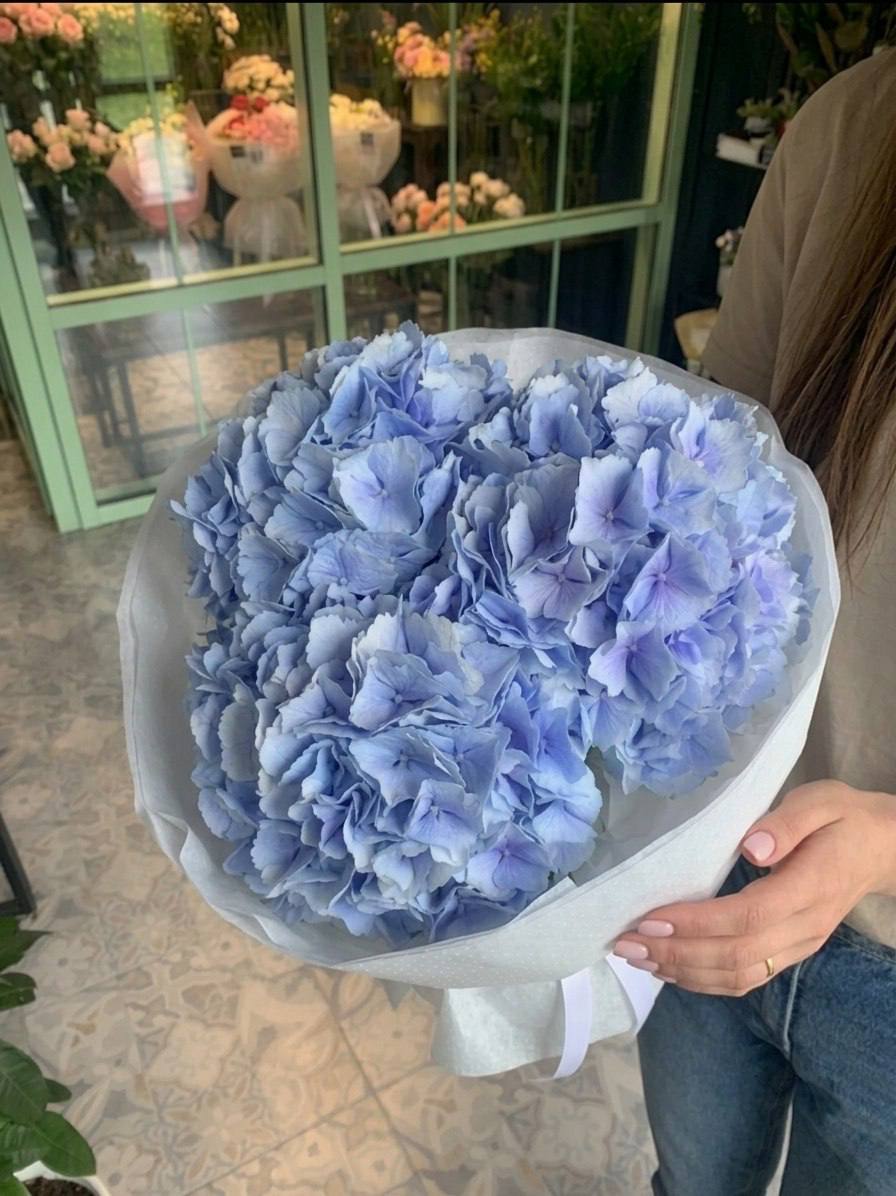 Моно-букет из голубых гортензий